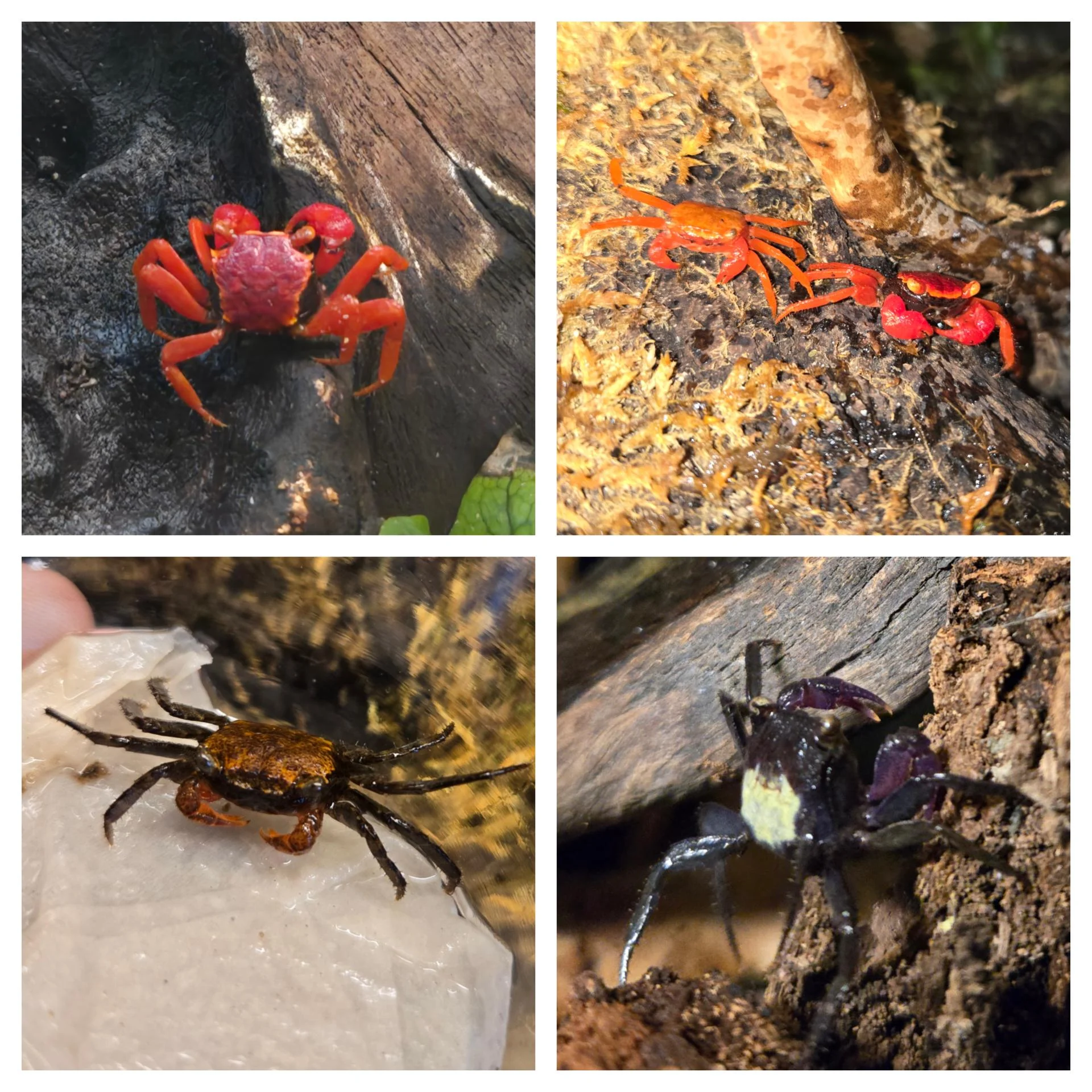 Incollage 20260115 091825675