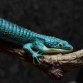 Mâle : Lilo (blue eyes)