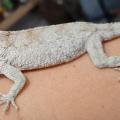 Anolis Barbatus 