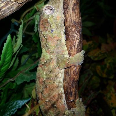 Mniarogekko Chahoua / Gecko mousse