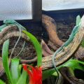 Gastropholis bébés