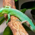 Gastropholis Prasina