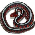 Thamnophis Sirtalis Infernalis