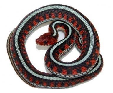 Thamnophis Sirtalis Infernalis / Serpent jarretière de Californie