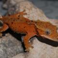 Femelle : Ixo (red dalmatien)