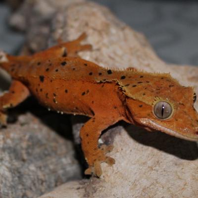 Correlophus Ciliatus / Gecko à crête