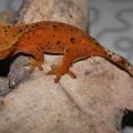 Femelle : Ixo (red dalmatien)