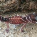 Nephrurus Levis Levis