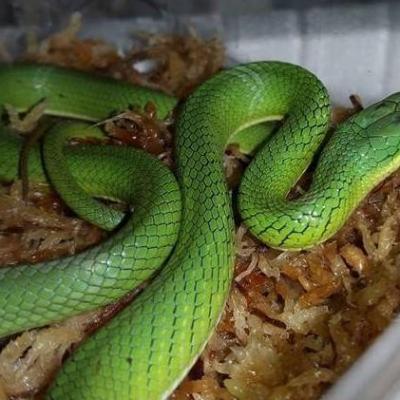 Gonyosoma Prasinum / Serpent émeraude