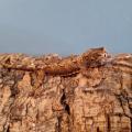 Mniarogekko chahoua bébé