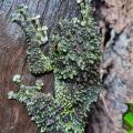 Theloderma Corticale
