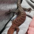 Varanus Pilbarensis