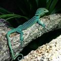 Varanus Prasinus juvénile