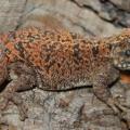 Xenagama Taylori