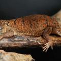 Xenagama Taylori
