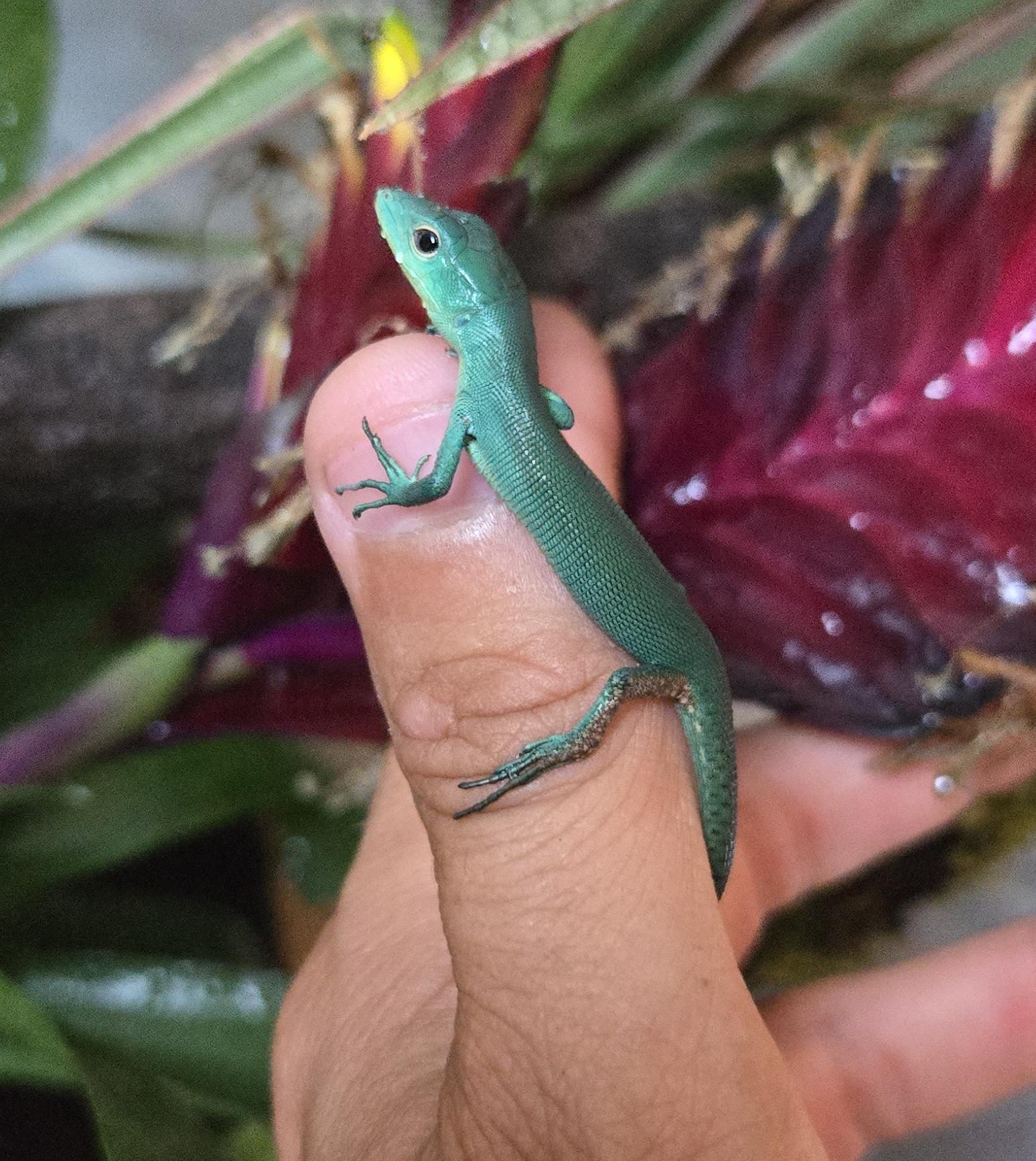 gastropholis prasina