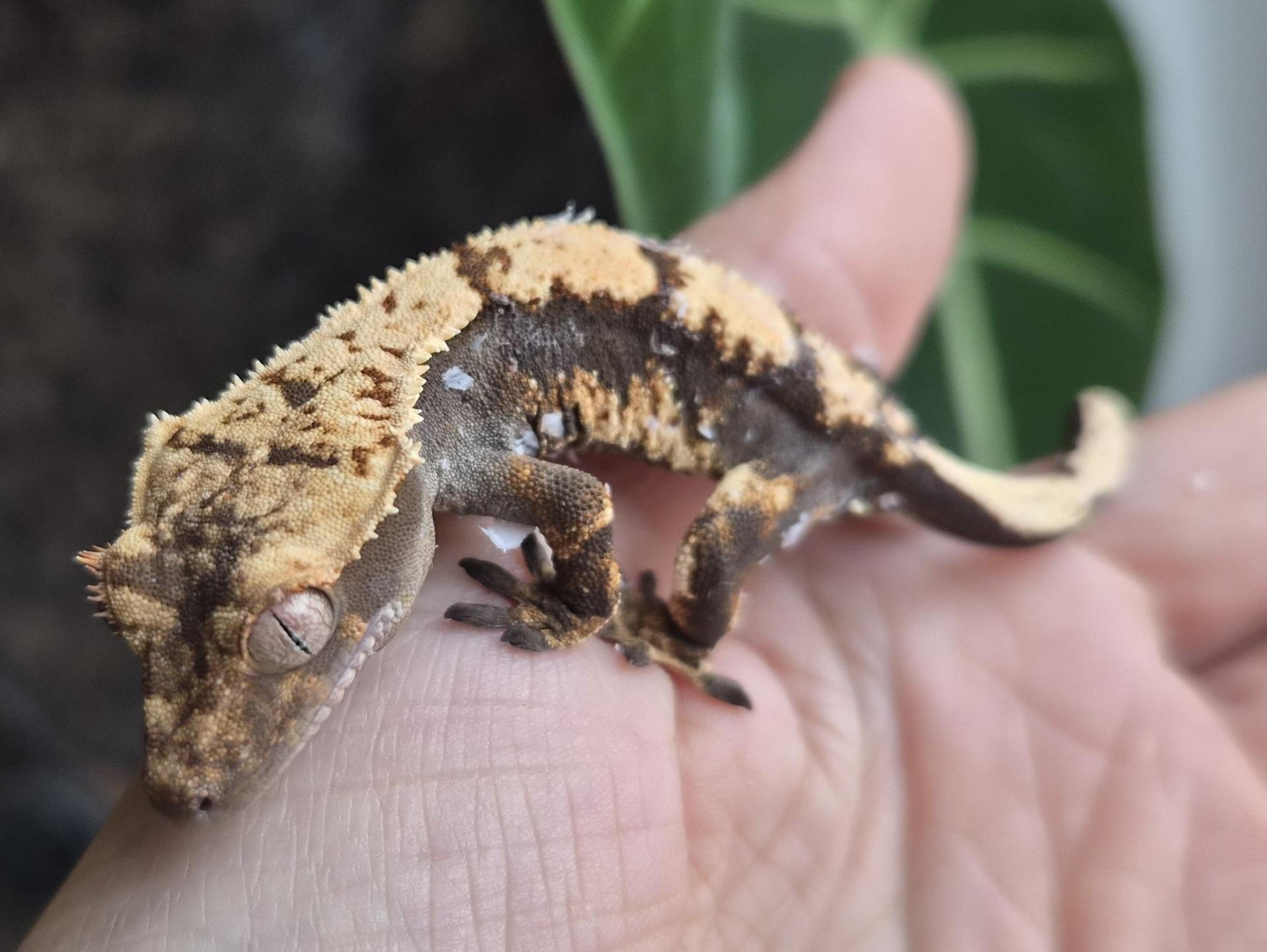 Correlophus cream harlequin