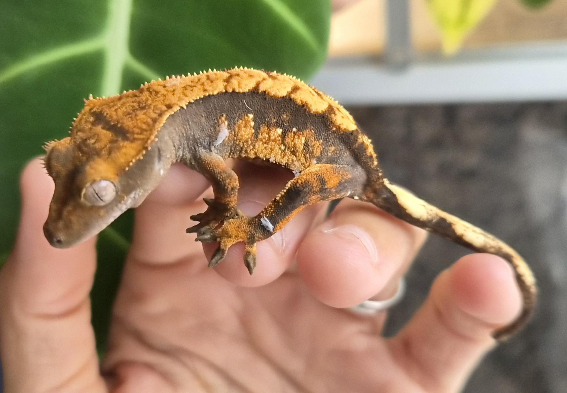 Correlophus halloween harlequin