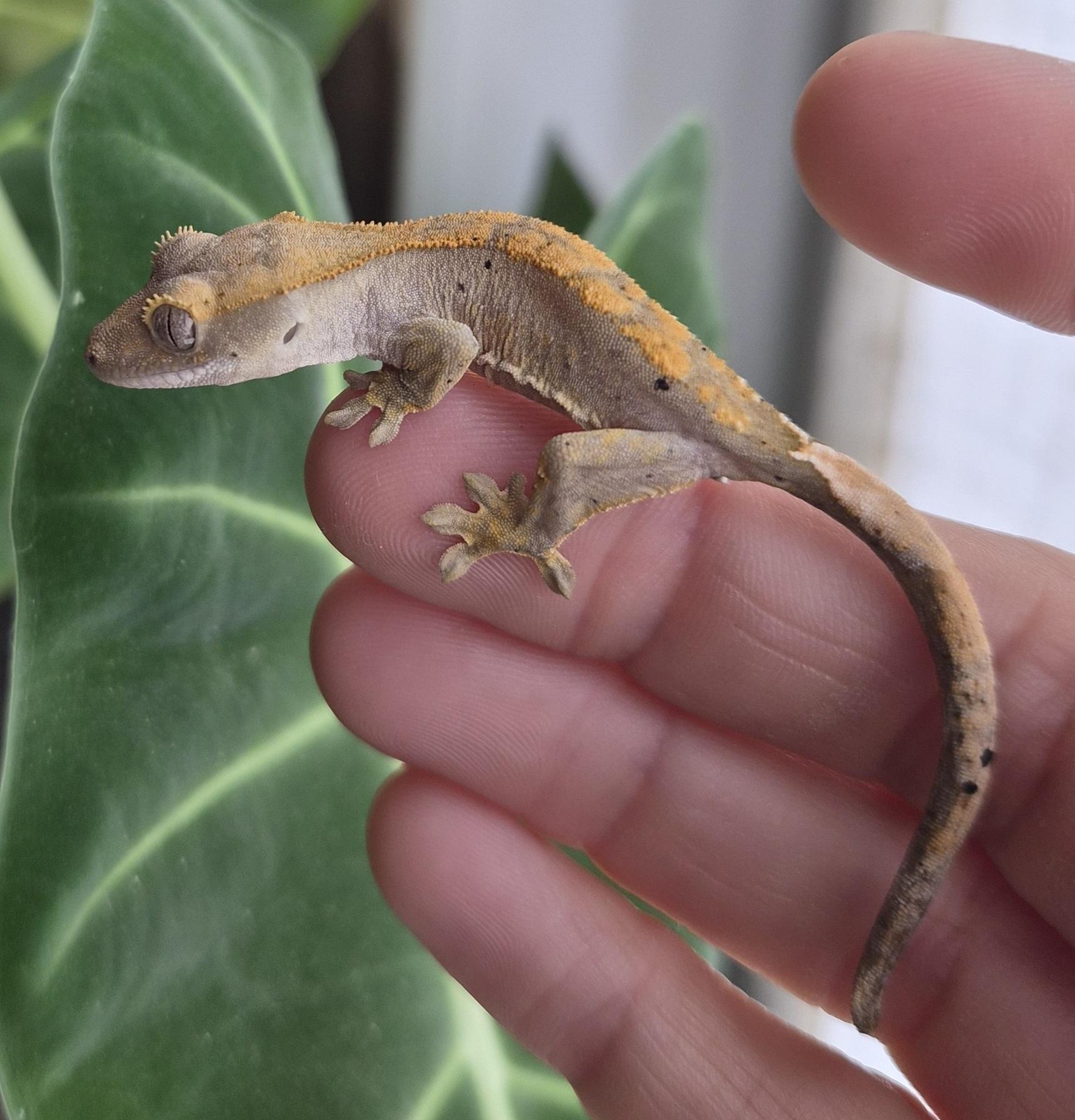 Correlophus het axanthic