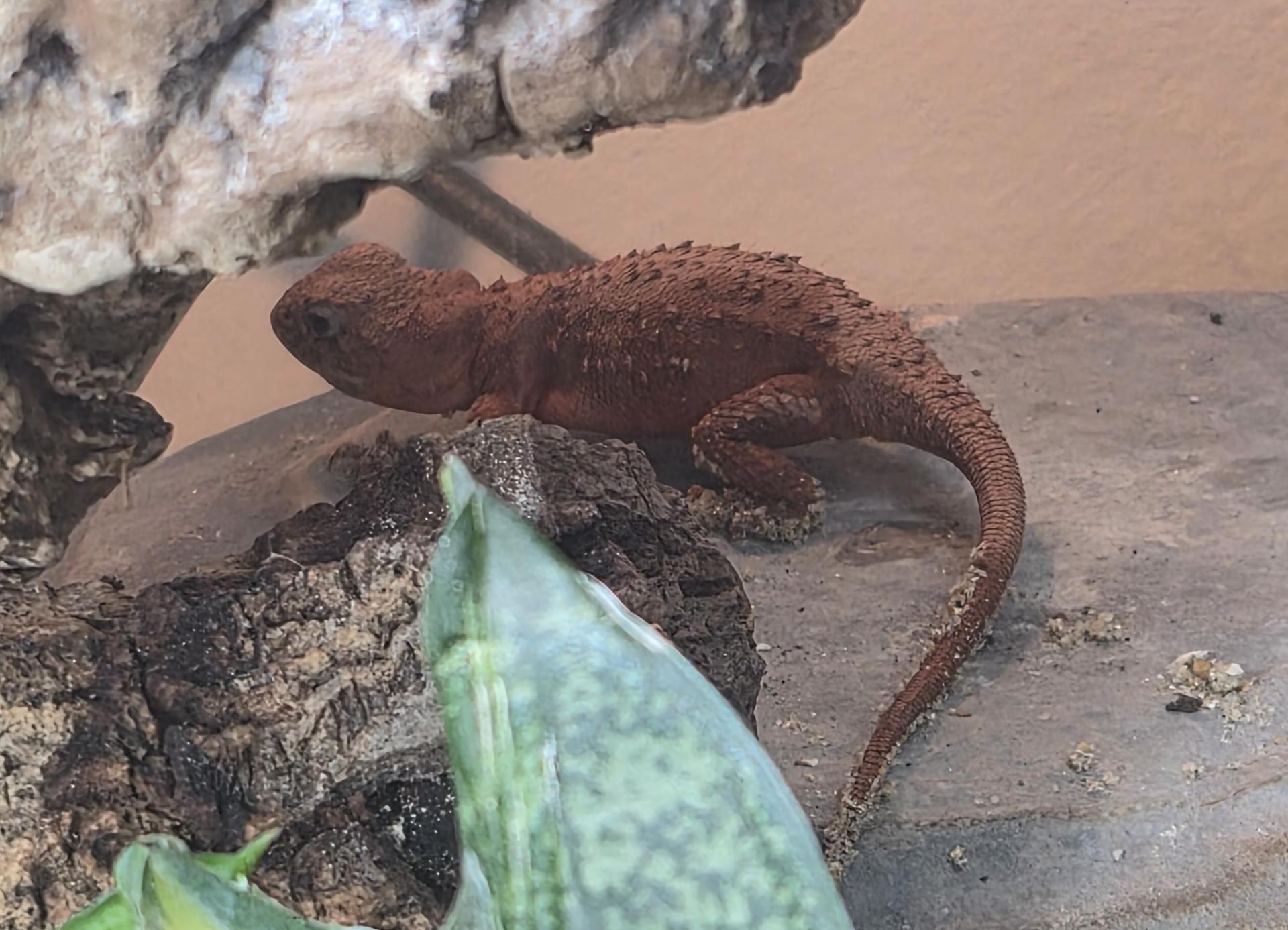 Tympanocryptis